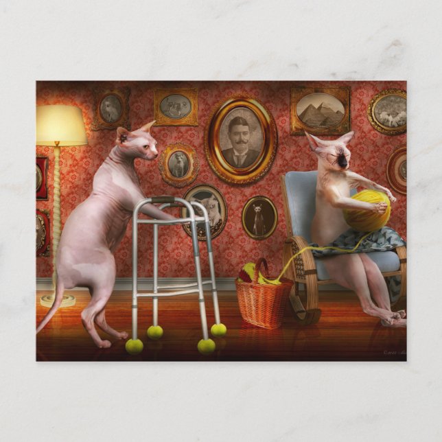 Animal - Cat - Retirement home for cats Vykort (Framsida)