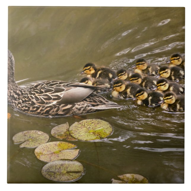Animal - Ducks - Swim like a duck Kakelplatta (Framsidan)
