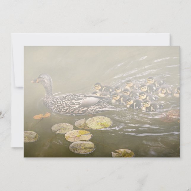 Animal - Ducks - Swim like a duck Meddelande (Framsida)