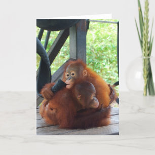 Animal Hugs Orangutan Baby Kort