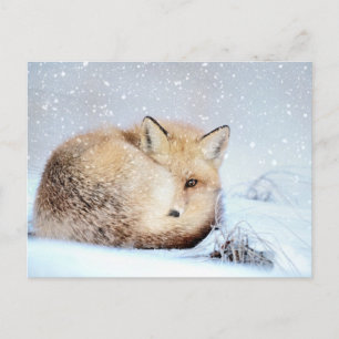 *~* Animal Red Fox Ap18 Artistic Wildlife Snö Vykort
