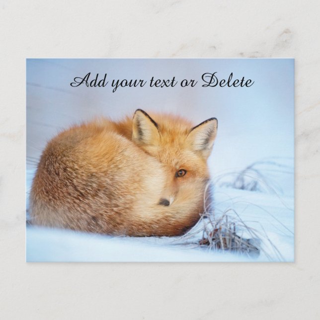 *~* Animal Red Fox Ap18 Wildlife Customize Artsy Vykort (Framsida)