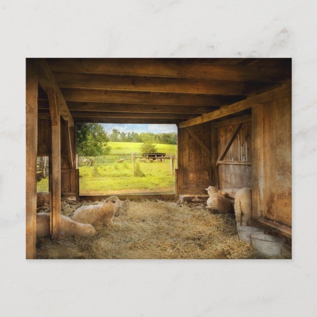 Animal - Sheep - Counting sheep Vykort (Framsida)