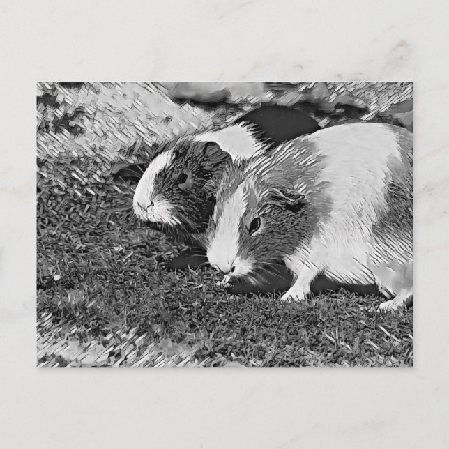 AnimalArtBW_Marsvin_003 Vykort (Framsida)