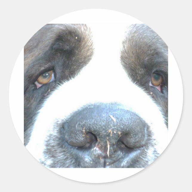 Animales Runt Klistermärke (Framsida)