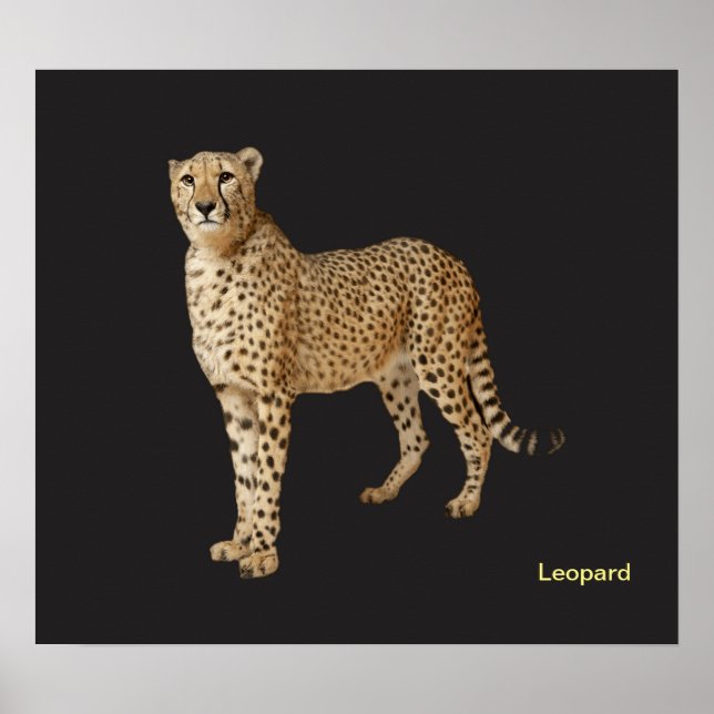 Animaliebild för poster (Framsidan)