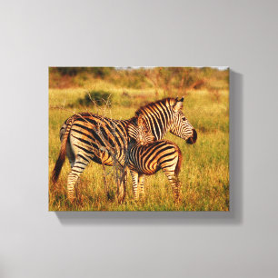 Animalisk Afrika zebra Canvastryck