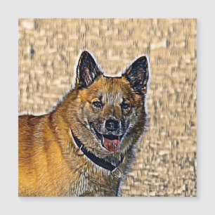 Animalisk blandning_Hund_004