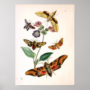 Animalisk Insekt-Butterfly-Sällsynt-Bok-Oriental-E Poster
