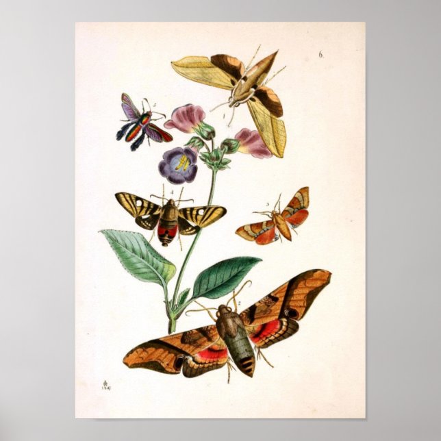 Animalisk Insekt-Butterfly-Sällsynt-Bok-Oriental-E Poster (Framsidan)