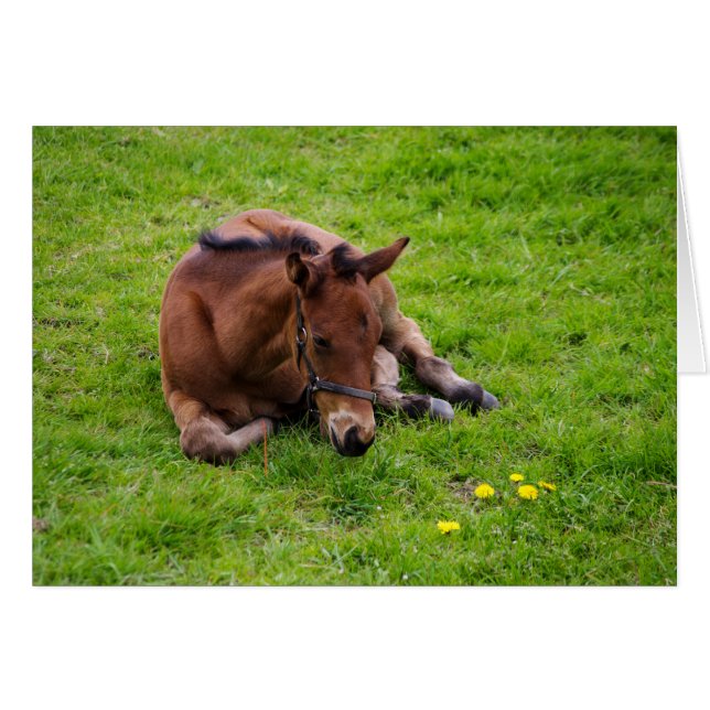 Animals hälsning-kort, tomt inuti. hälsningskort (Framsidan Horizontal)