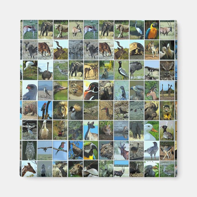 Animals of the world magnet (Framsidan)