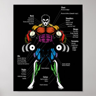 Anime anatomi muskel diagram poster
