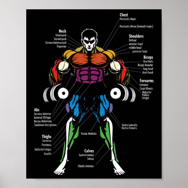 Anime Anatomy Muscle Chart  Poster (Framsidan)