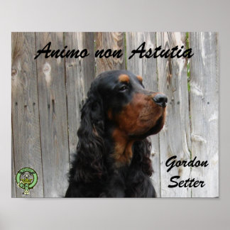Animo non Astutia, Gordon Setter Affisch