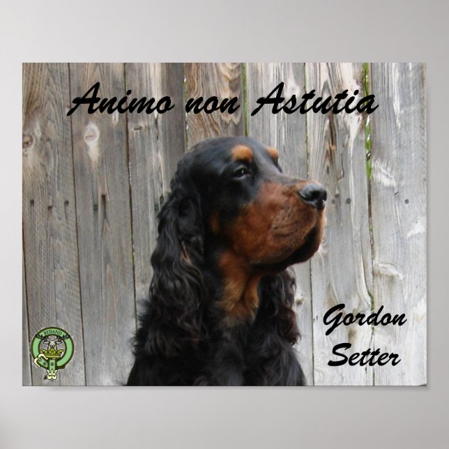 Animo non Astutia, Gordon Setter Affisch (Framsidan)
