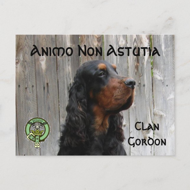 Animo Non Astutia, Gordon Setter Postcard Vykort (Framsida)