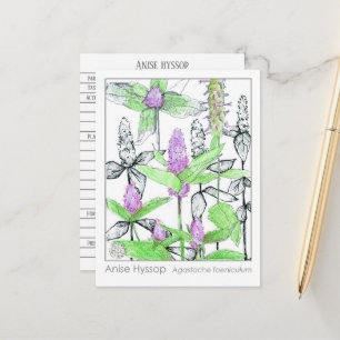 Anis Hyssop Materia Medica Örtstudie Kort