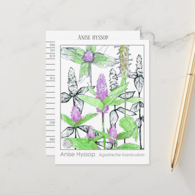 Anis Hyssop Materia Medica Örtstudie Kort (Fram/Back In Situ)