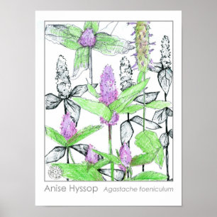 Anise Hyssop Lila blommor Medicinal Herb Poster