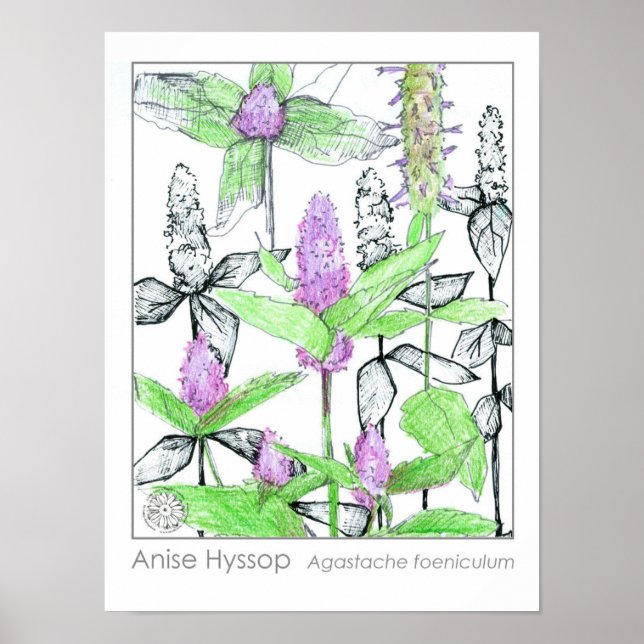 Anise Hyssop Lila blommor Medicinal Herb Poster (Framsidan)