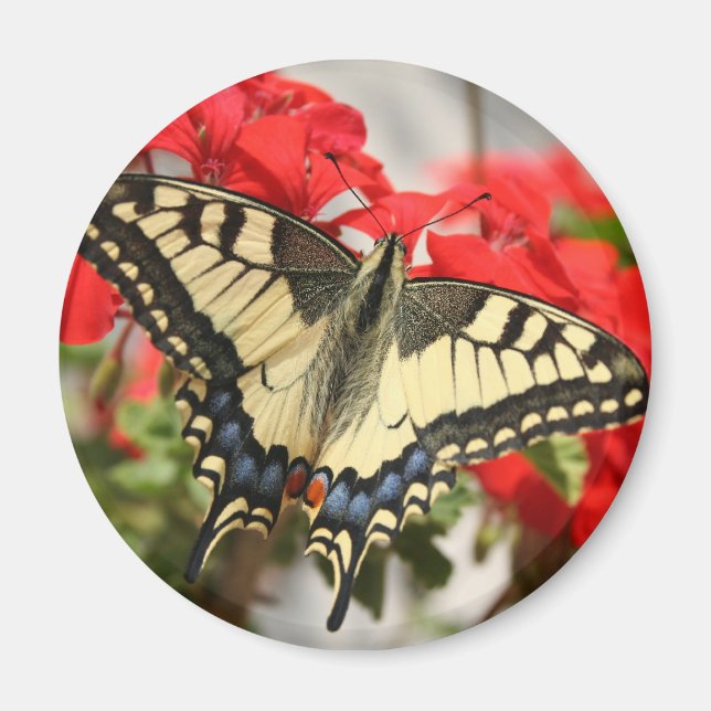 Anise Swallowtail Magnet (Framsidan)
