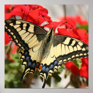 Anise Swallowtail Poster Skriv ut