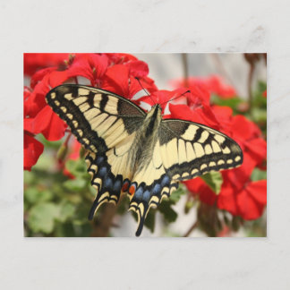 Anise Swallowtail-vykort Vykort