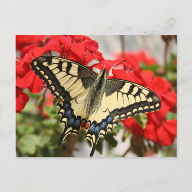 Anise Swallowtail-vykort Vykort (Framsida)