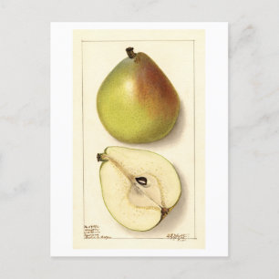Anju Pear Vintage Illustration Vykort
