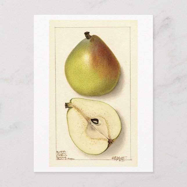 Anju Pear Vintage Illustration Vykort (Framsida)