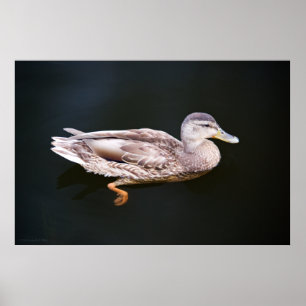 Anka 907b poster