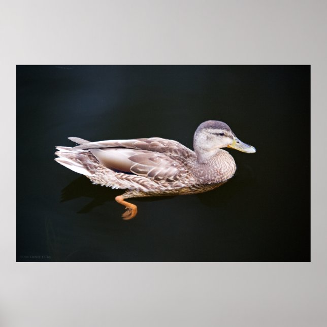 Anka 907b poster (Framsidan)