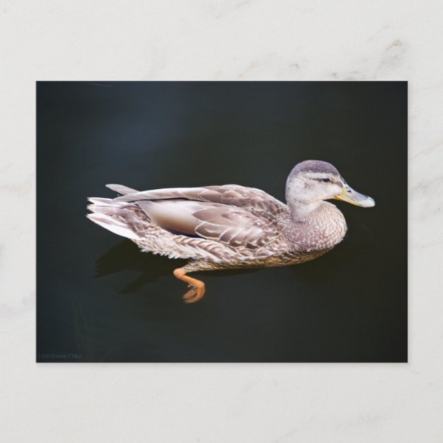 Anka 907b vykort (Framsida)