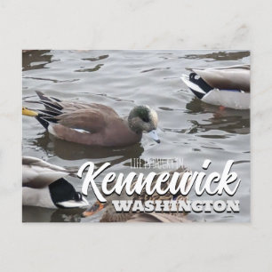 Anka, American Wigeon, Bird, Kennewick, WA Vykort