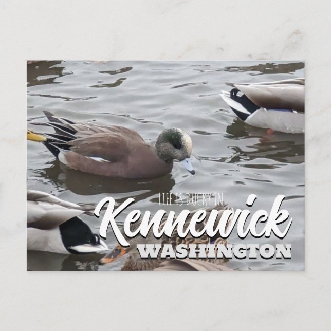 Anka, American Wigeon, Bird, Kennewick, WA Vykort (Framsida)