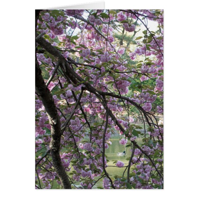 Anka Amongst körsbärsröda blommar Hälsningskort (Framsidan)