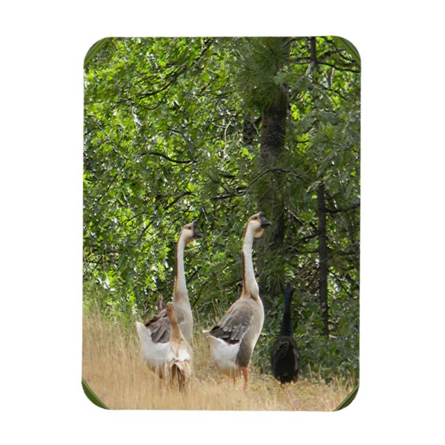 Anka, anka, Goose... Magnet (Vertikal)