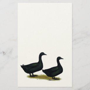 Anka: Black Cayugas Brevpapper