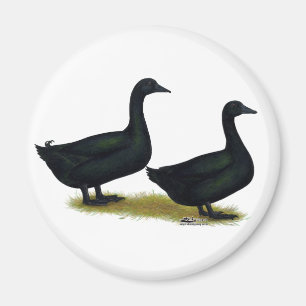 Anka: Black Cayugas Magnet