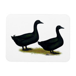 Anka: Black Cayugas Magnet