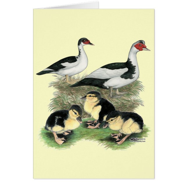 Anka Black Pied Muscovy Family OBS Kort (Framsidan)