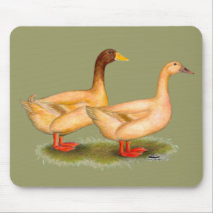 Anka: Buff Orpington Musmatta
