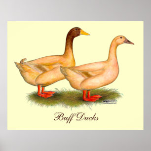 Anka: Buff Orpington Poster