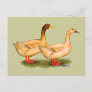 Anka: Buff Orpington Vykort