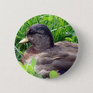 Anka Call Duck Drake Knapp