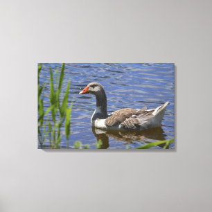 Anka Canvas
