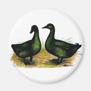 Anka: Cayuga Pair Magnet