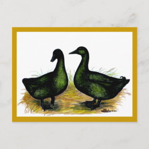 Anka: Cayuga Pair Vykort
