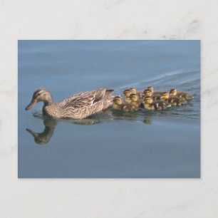Anka, Ducklings, Baby Ankor, lämna plats för Duckl Vykort